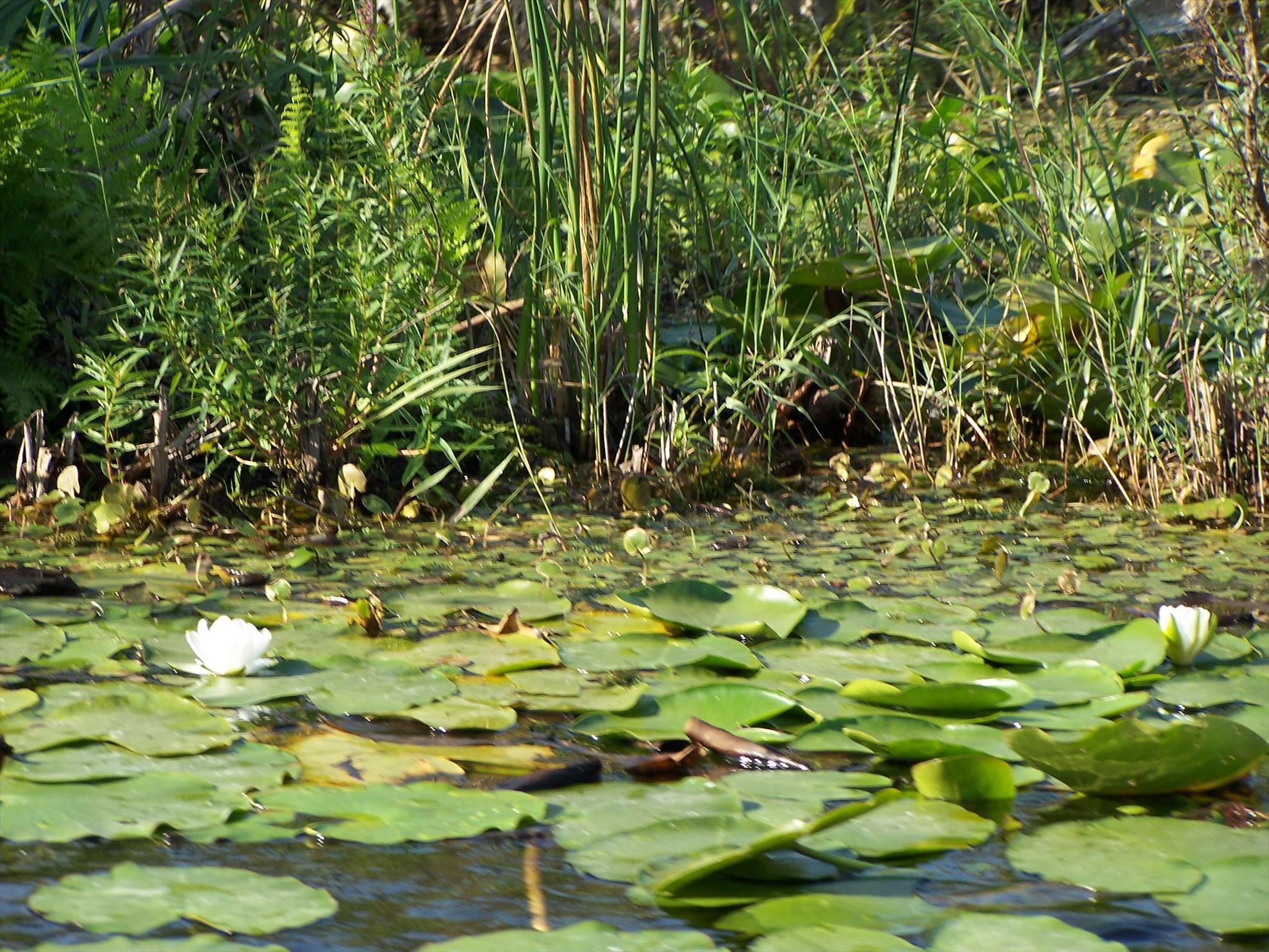 DIN DELTA - aac8re2.jpg